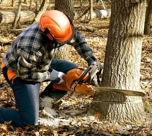 Tree Removal in Castell, TX